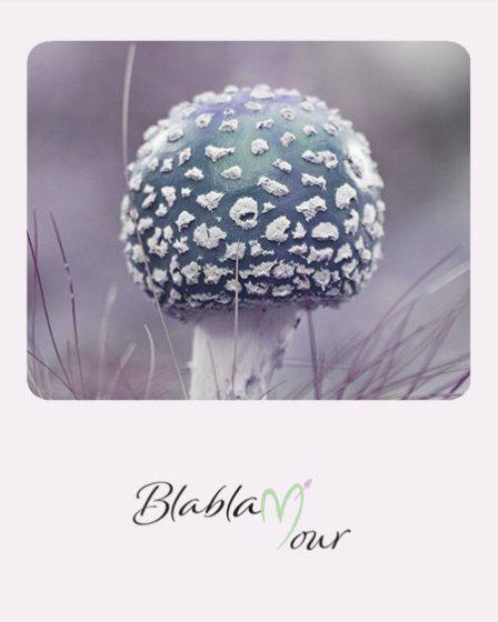 image montrant un champignon vénéneux pour figurer l'amour toxique