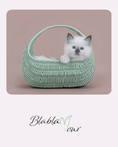 Image montrant un petit chat adorable dans un panier en osier