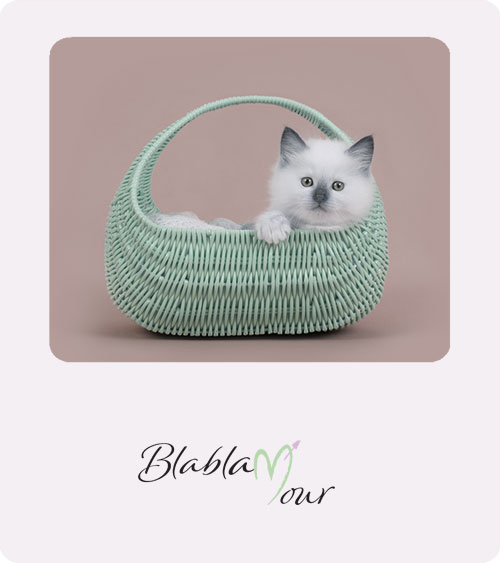 Image montrant un petit chat adorable dans un panier en osier