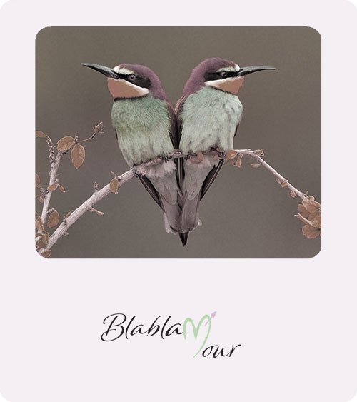 Image montrant deux oiseaux identiques côte à côte