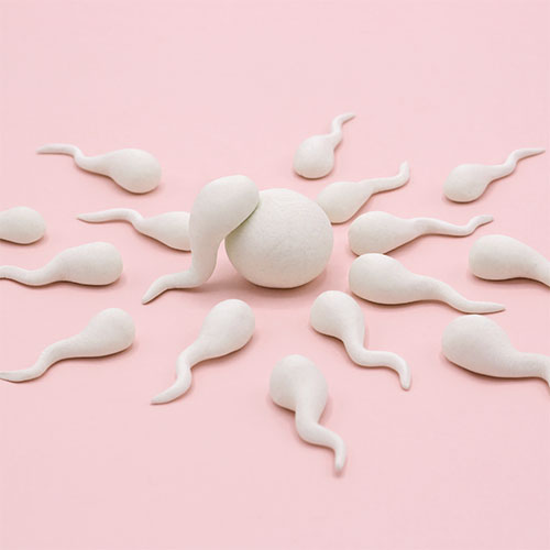 Image montrant des spermatozoïdes en train de féconder un ovule